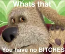 no bitches