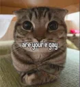 are your'e gay