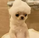 perrito bañado