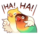Birb laugh
