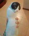 :cat_sock:
