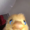 sad ducky