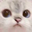 Catwhaa?