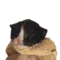 Catcry