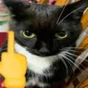 Cat middle finger